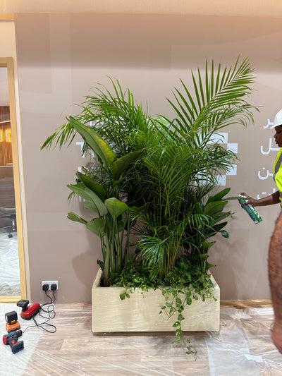 Office Plants Privacy Plant in Rectangle Pot Premium on Sale UAE