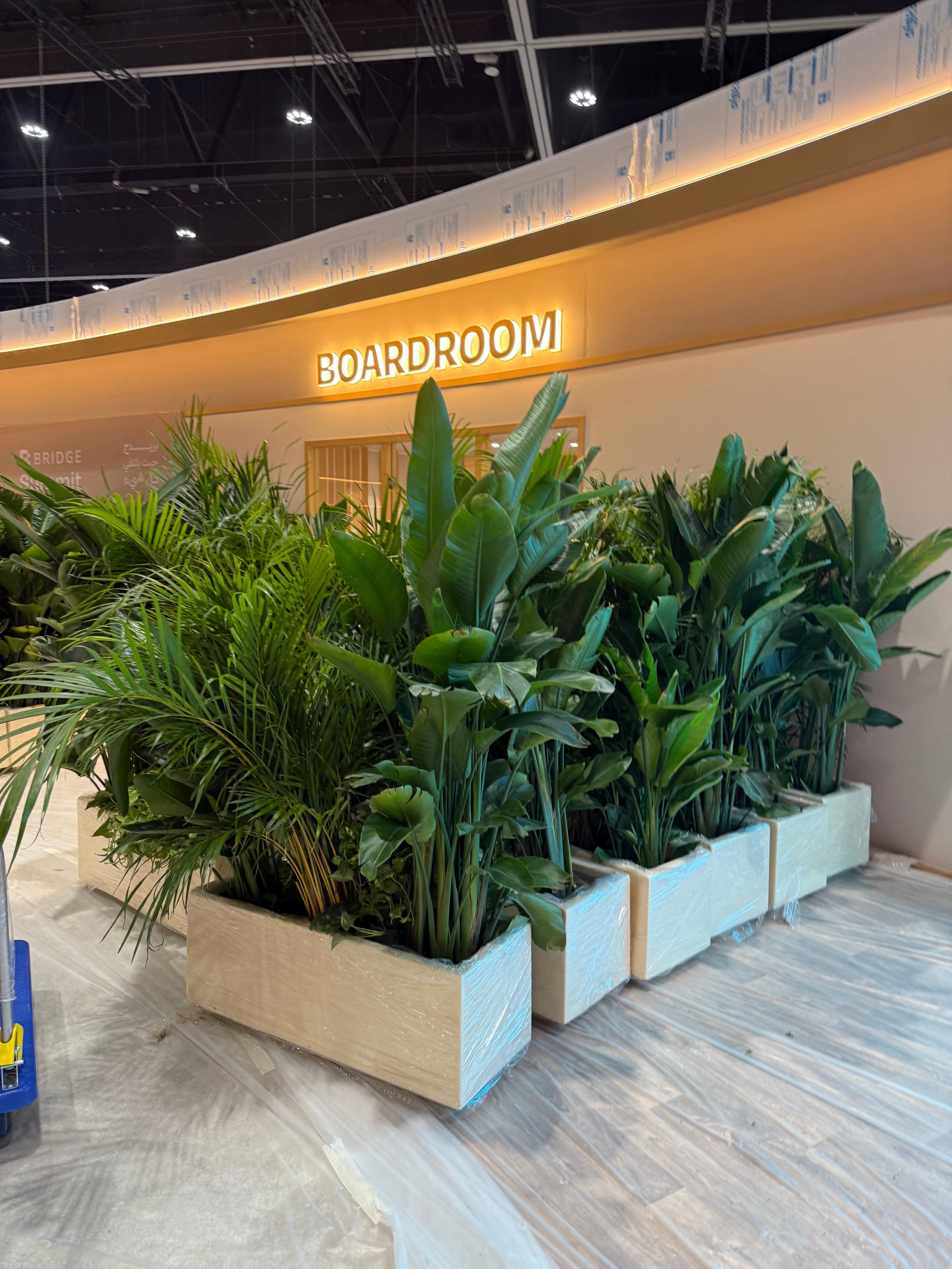 Office Plants Privacy Plant in Rectangle Pot Premium on Sale UAE