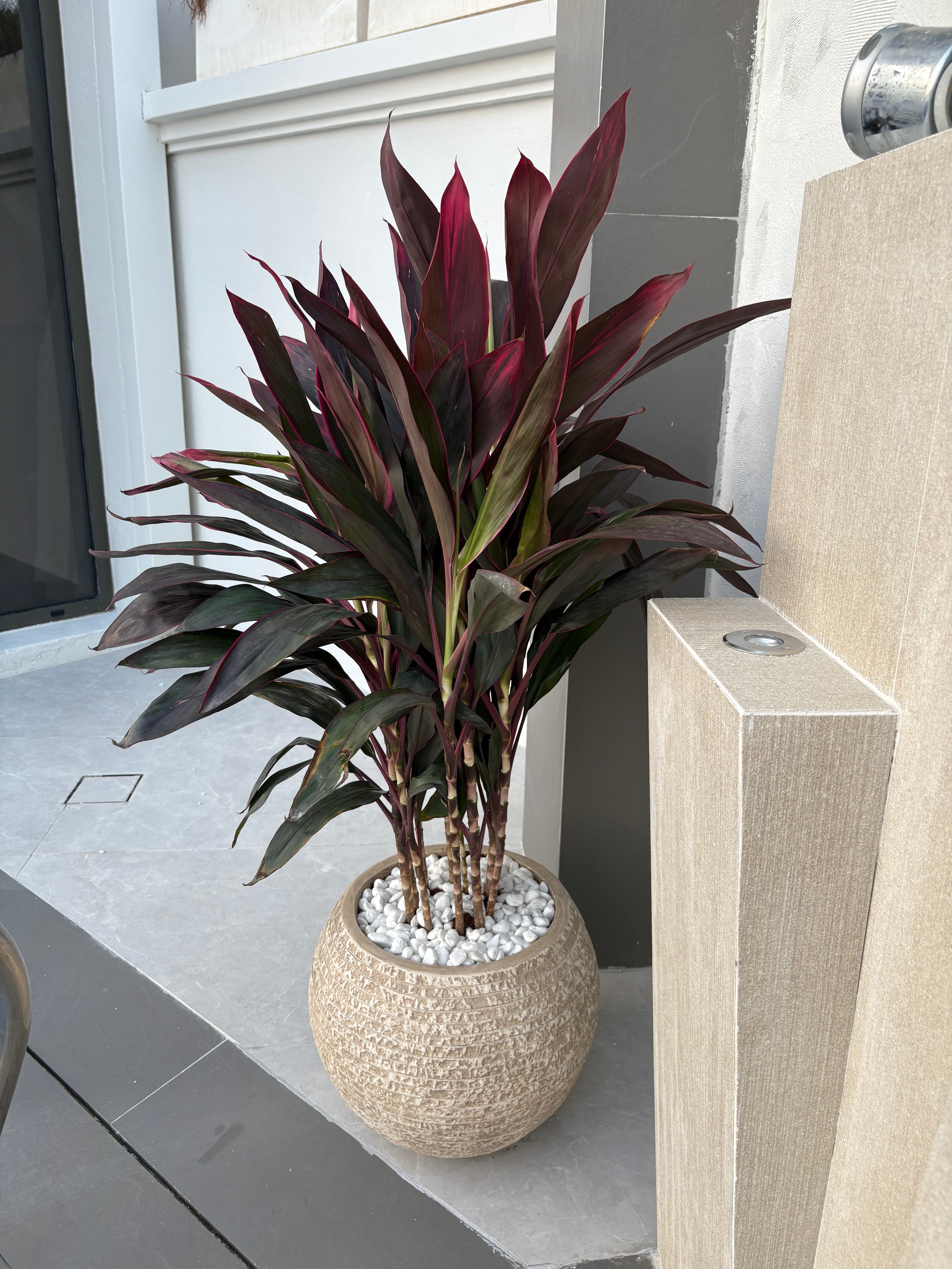 Corline Premium in Fiber Plants UAE