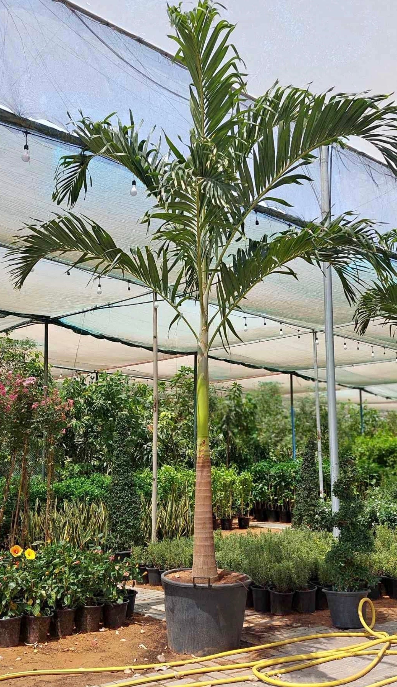 Vietchia or Manila Palm XXL 2.5m to 3m