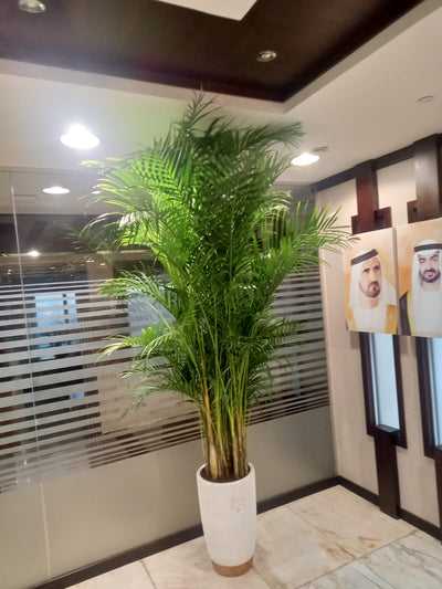 Clearance Sale Areca Big 2.5m to 3m Plants UAE