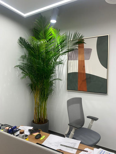 Clearance Sale Areca Big 2.5m to 3m Plants UAE