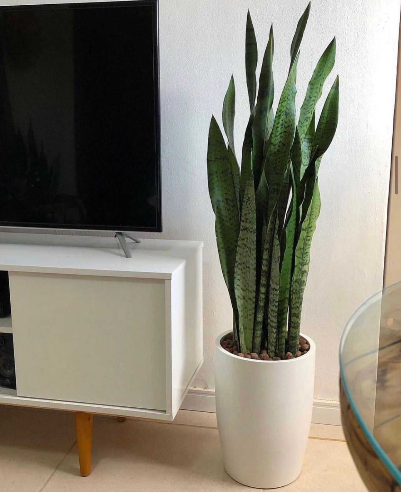 Snakeplant Medium