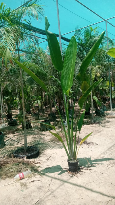 Travellers Palm in Nursery Pot
