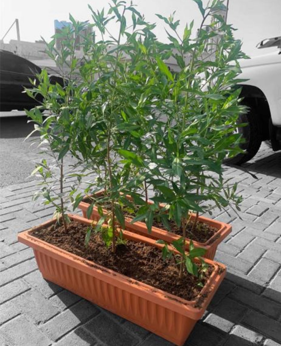 Outdoor Plants Bundle 2 Pots (6Trees) Privacy Plant