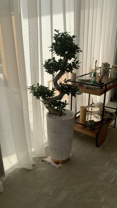 Big Bonsai for Living Room 150 to 160cm NEW
