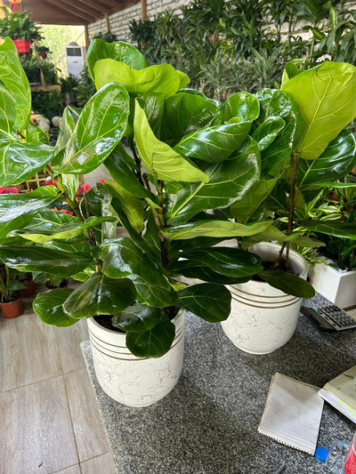 Fiddle Tree (Each) PROMO|130cm