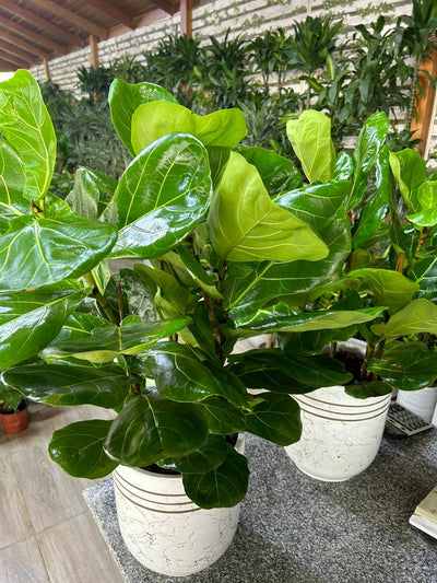 Fiddle Tree (Each) PROMO|130cm