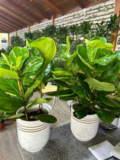 Fiddle Tree (Each) PROMO|130cm
