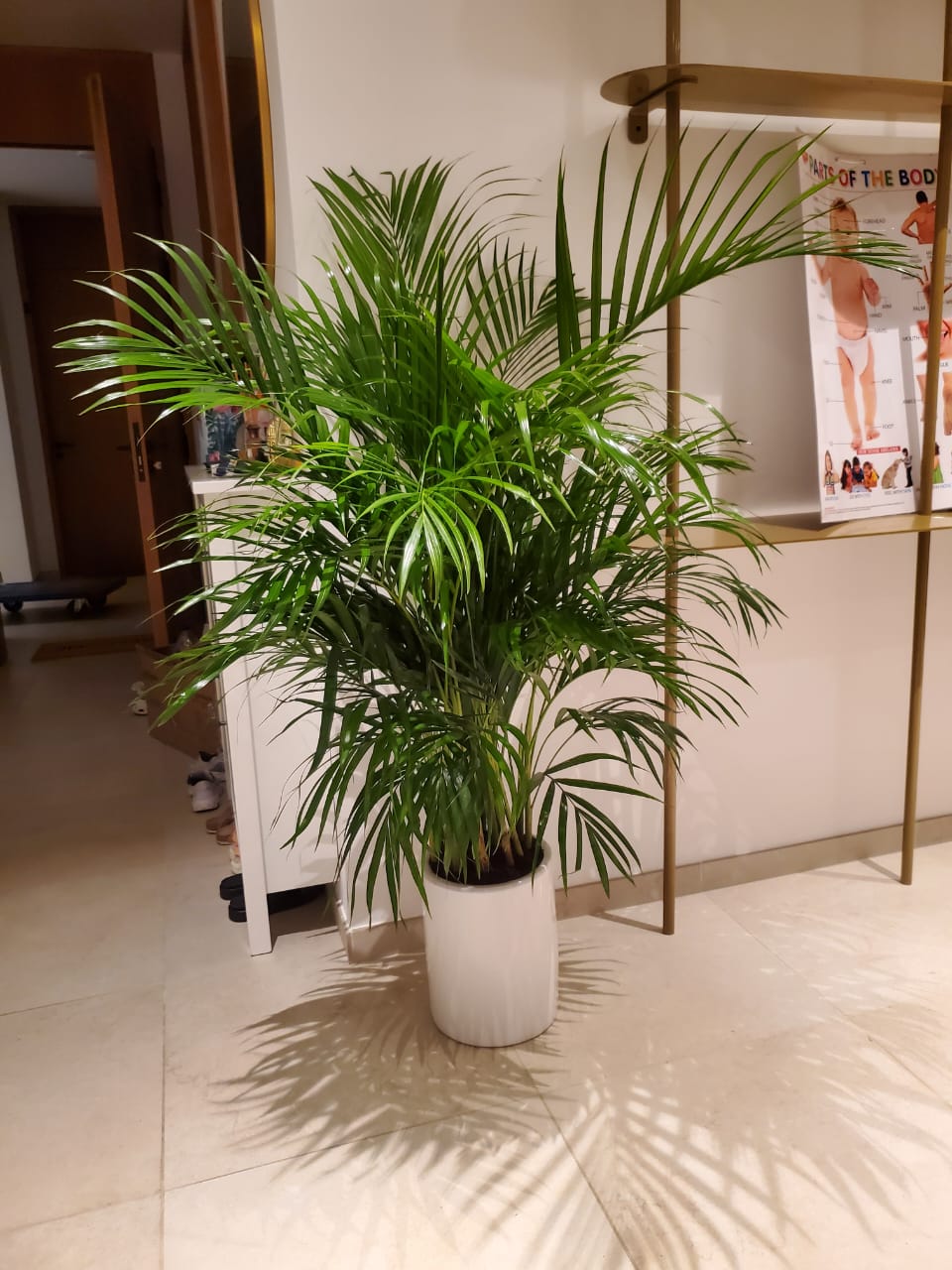 199DH Areca Palm Tree Bushy in Ceramic Pot PROMO Plants UAE