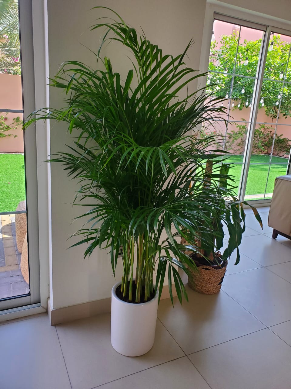 Areca Palm Bushy Each PROMO