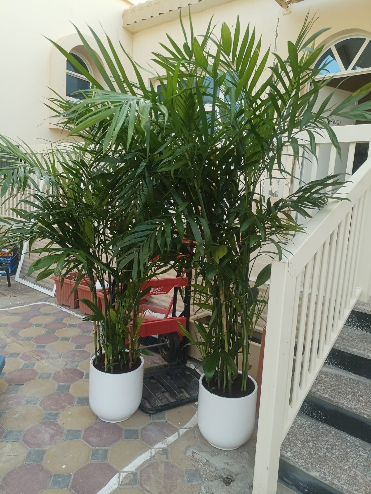 Bamboo Palm (150 to 180cm) IN WHITE PROMO Buy 1 Get 1 Free