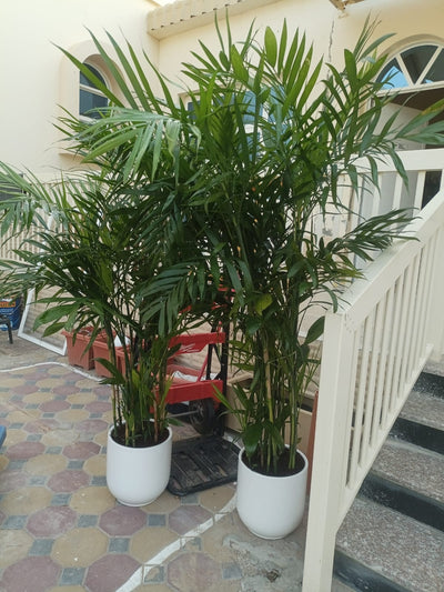 Bamboo Palm (150 to 180cm) IN WHITE PROMO Buy 1 Get 1 Free