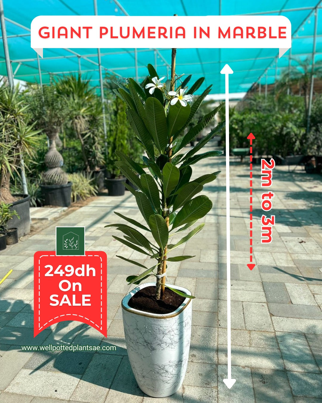 Giant Plumeria  NEW 1.8m to 2m