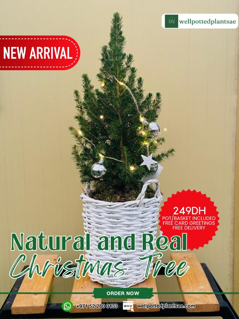 Christmas Tree NEW