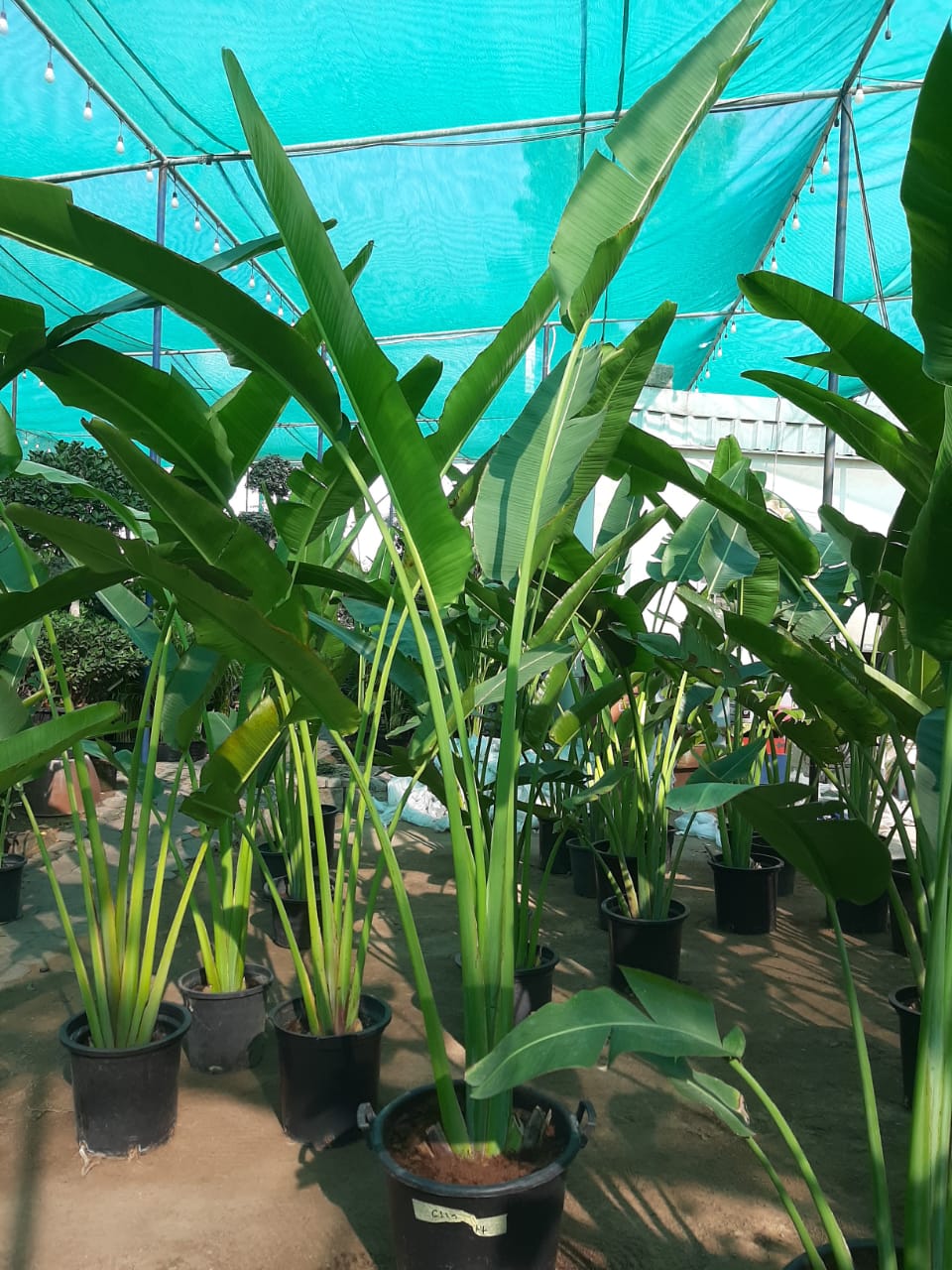 Travellers Palm NEW