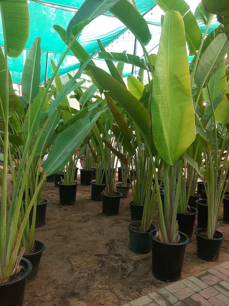 Travellers Palm NEW
