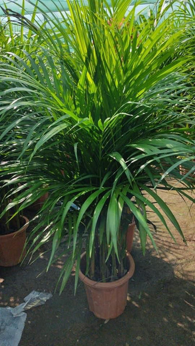 Areca Palm New