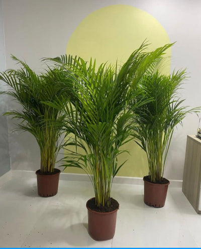 Areca Palm New