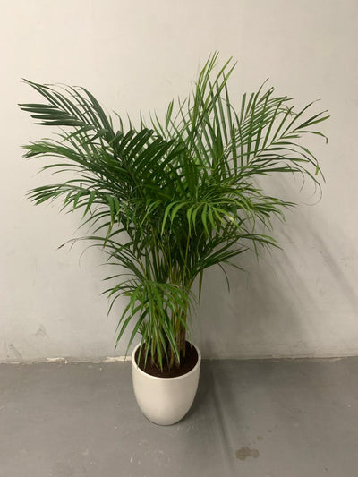 199DH Areca Palm Tree Bushy in Ceramic Pot PROMO Plants UAE