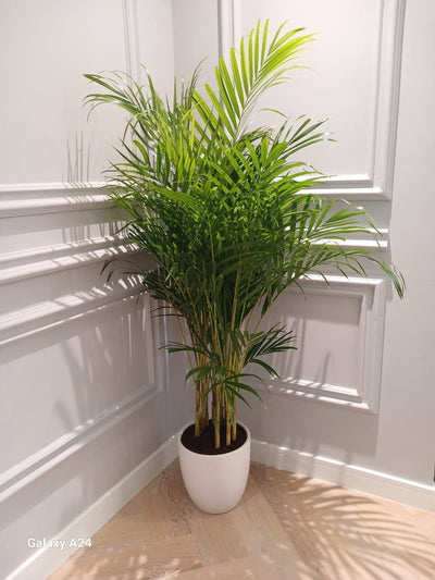 199DH Areca Palm Tree Bushy in Ceramic Pot PROMO Plants UAE