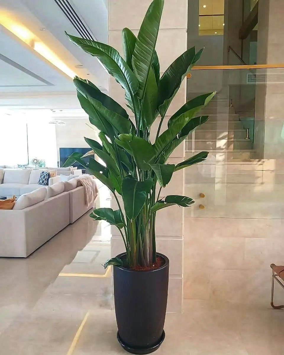 Bird of Paradise  XL in Black Matte New Premium Collection