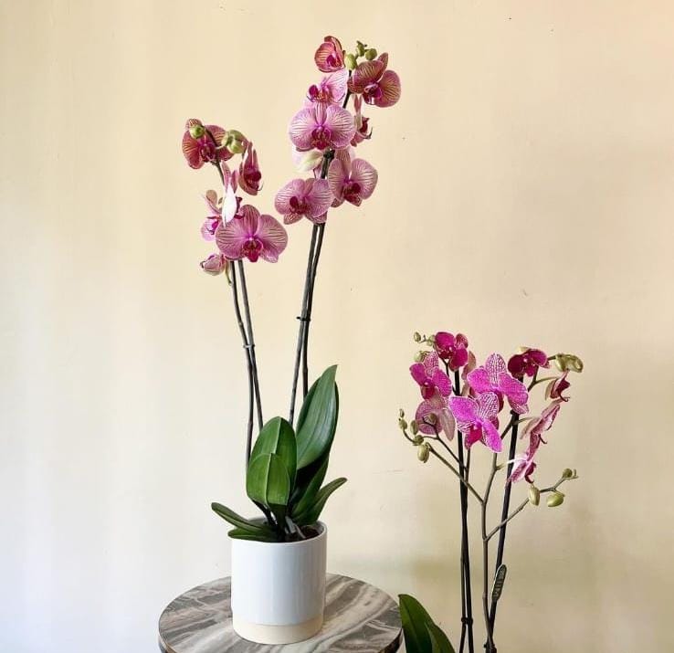 Orchid pink in white pot Wow Sale