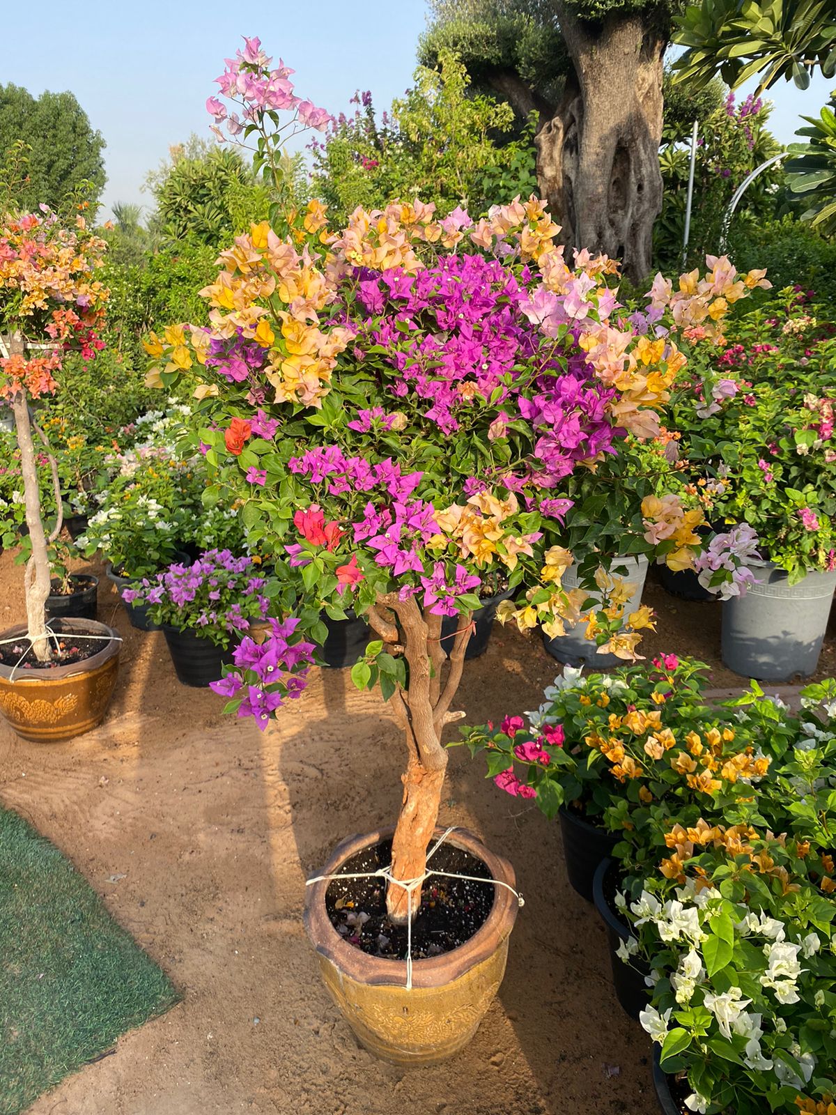 Bougainvillea Mixed Color Bonsai Plants UAE