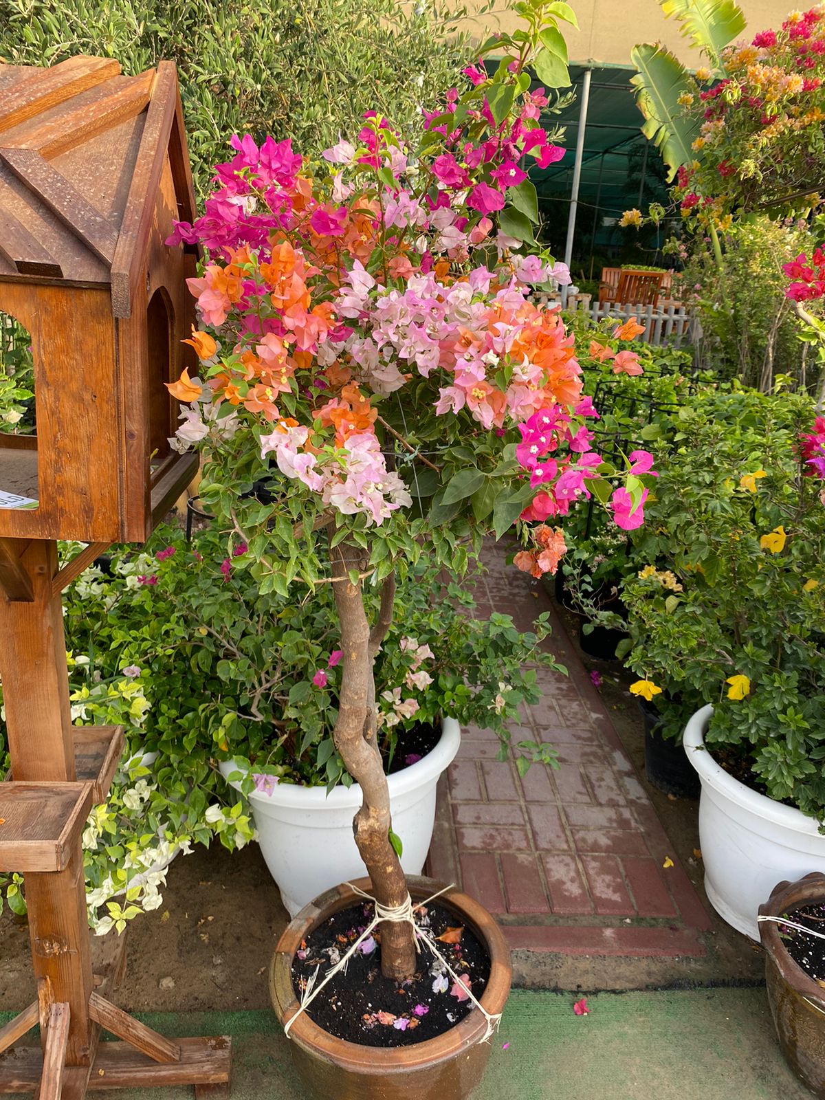 Bougainvillea Mixed Color Bonsai Plants UAE
