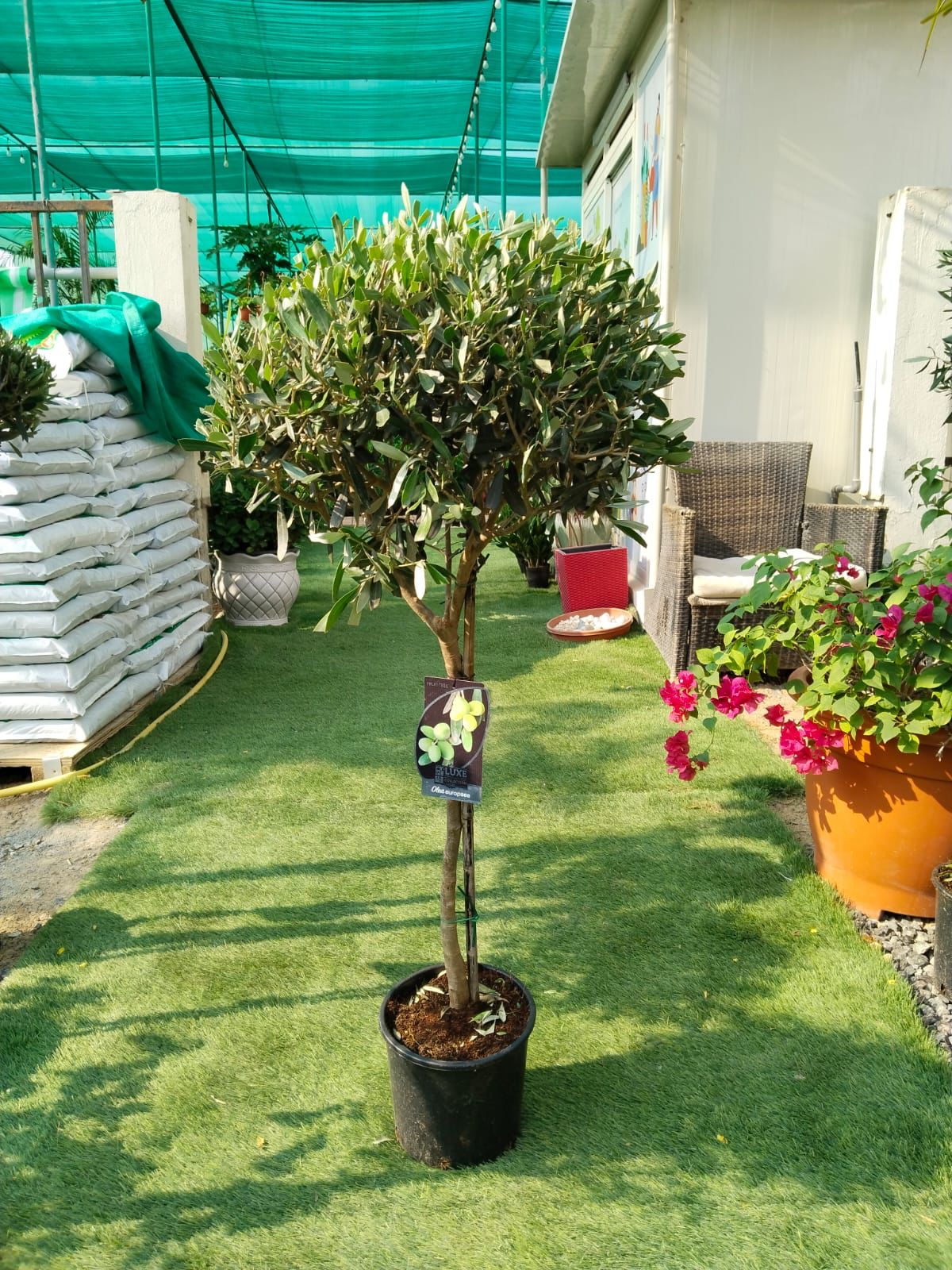 Olive Tree Premium from Spain 150cm in nursery pot