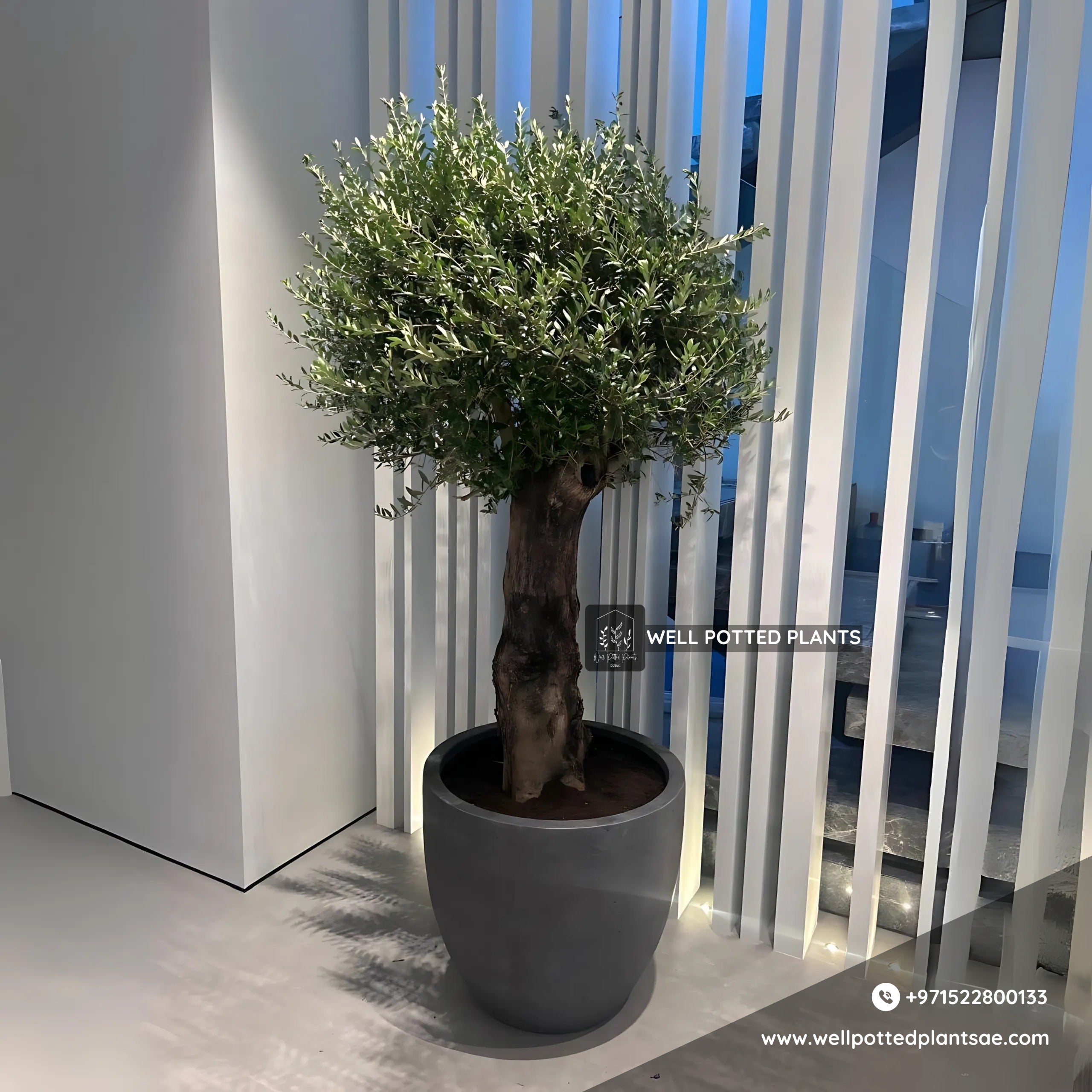 Olive Bonsai XXL 2.2m to 2.5m in Fiber Premium Collection