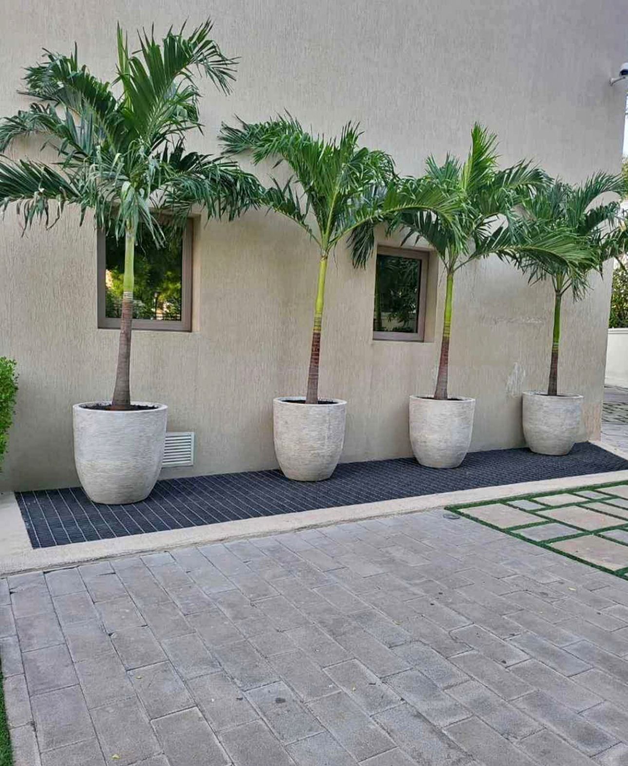 Vietchia Palm Each