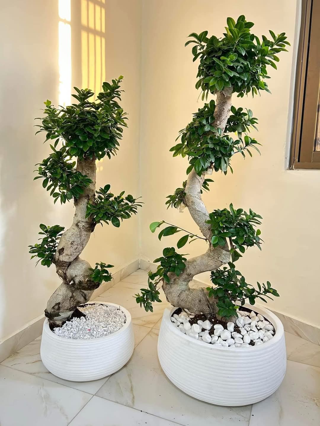 Bonsai Clearance Sale Buy 1 Take 1 Take 1