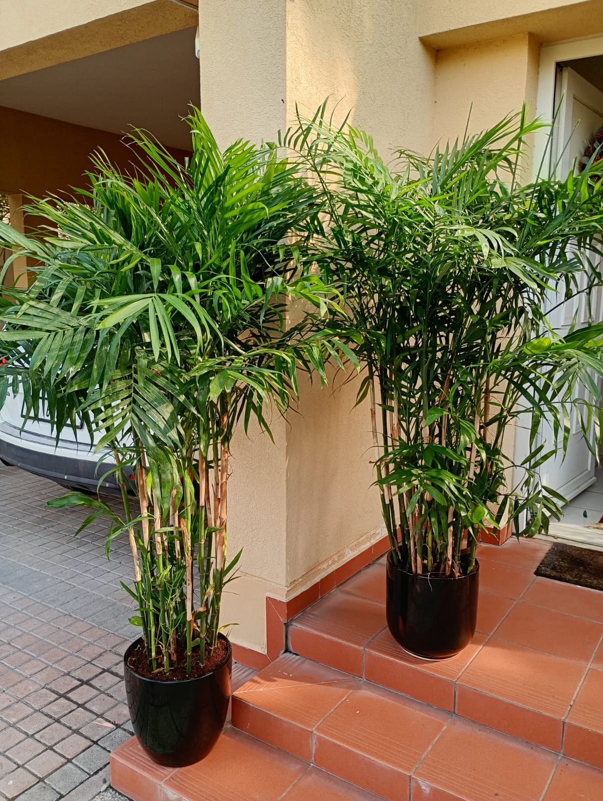 Bamboo Palm (150 to 180cm) IN WHITE PROMO Buy 1 Get 1 Free