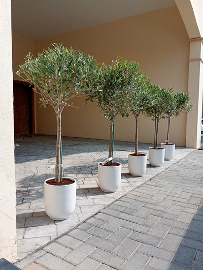 Clearance Sale Medium Olive Tree Wow Sale 💥