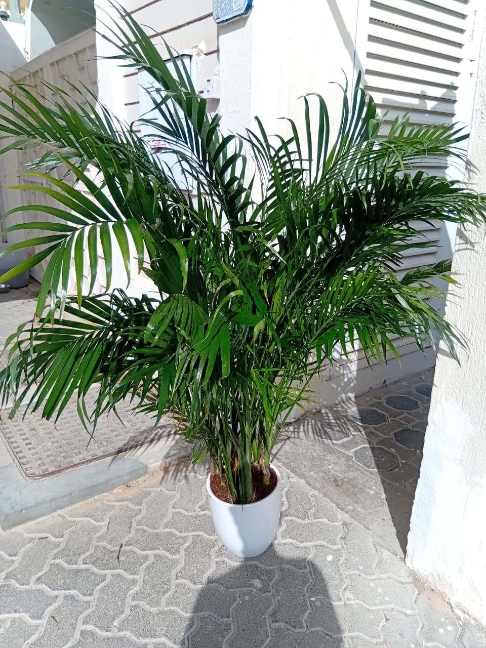 Bamboo Palm (150 to 180cm) IN WHITE PROMO Buy 1 Get 1 Free