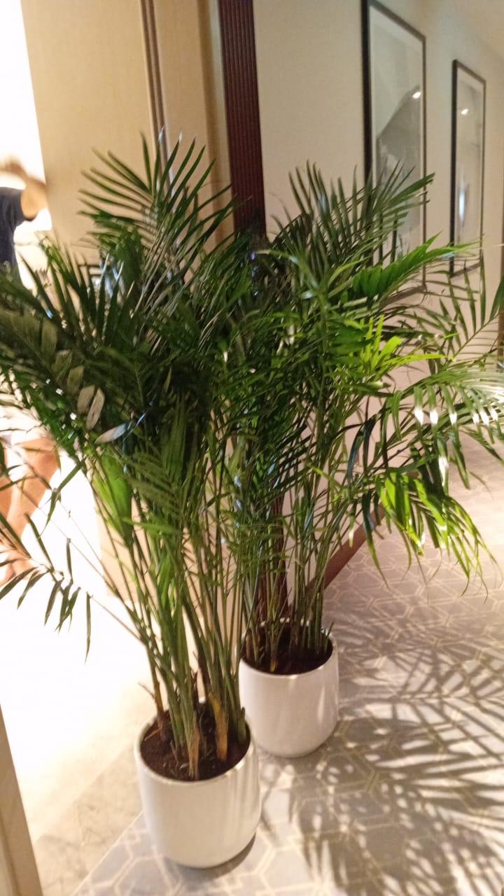 Bamboo Palm (150 to 180cm) IN WHITE PROMO Buy 1 Get 1 Free