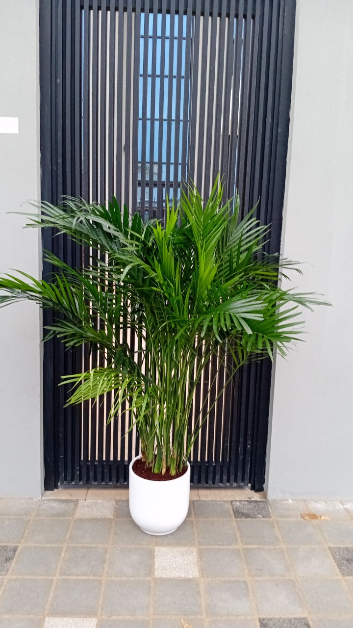 Bamboo Palm (150 to 180cm) IN WHITE PROMO Buy 1 Get 1 Free