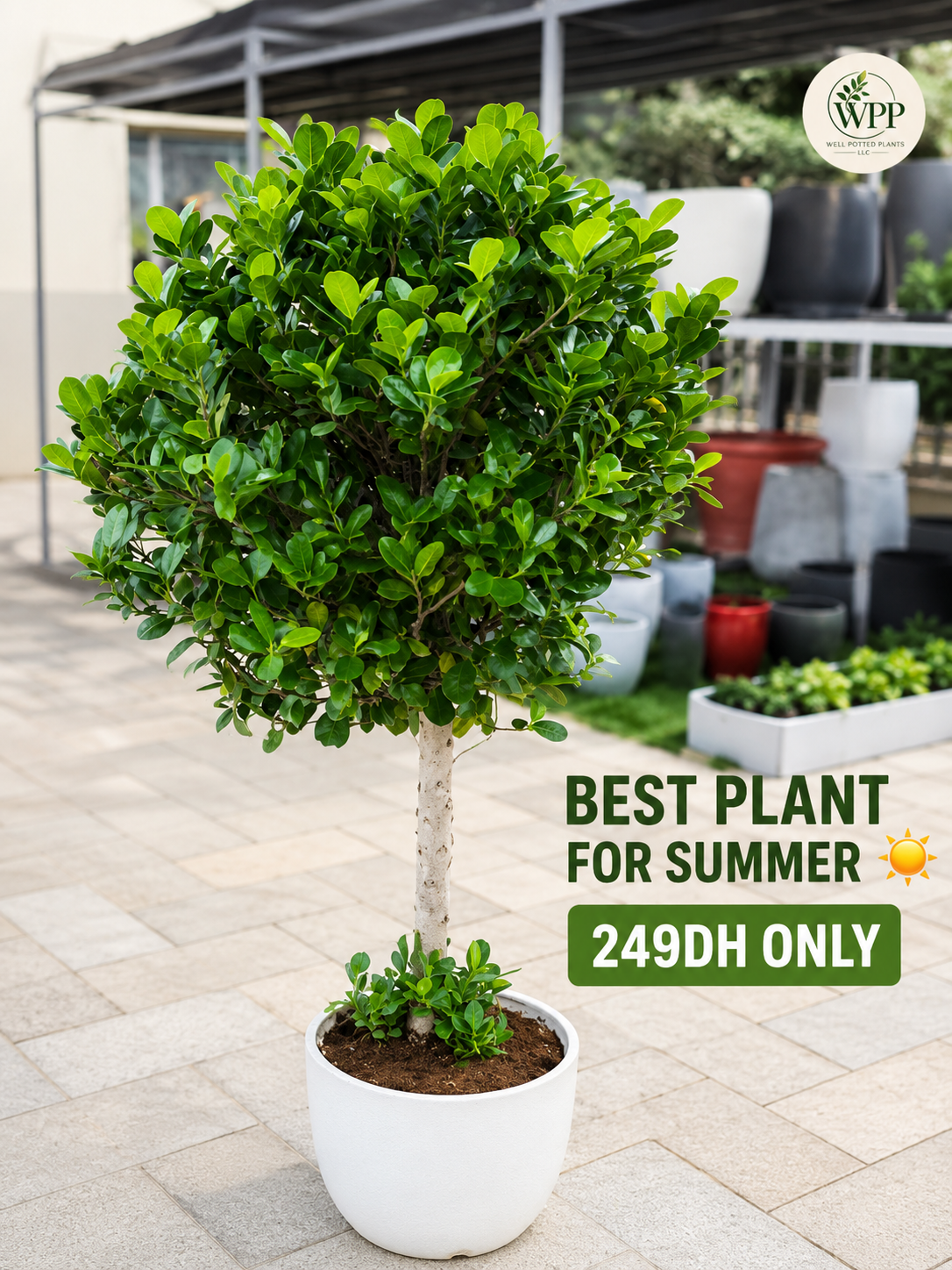 Clearance Sale Ficus at 249DH