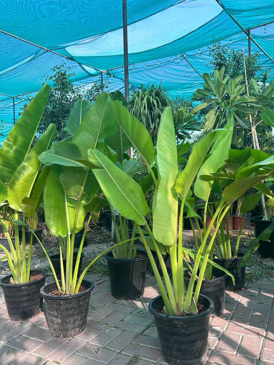 Mega Sale Travellers Palm Plants UAE. Potted Travellers Palm plants arranged outdoors under a blue canopy, with lush green leaves.