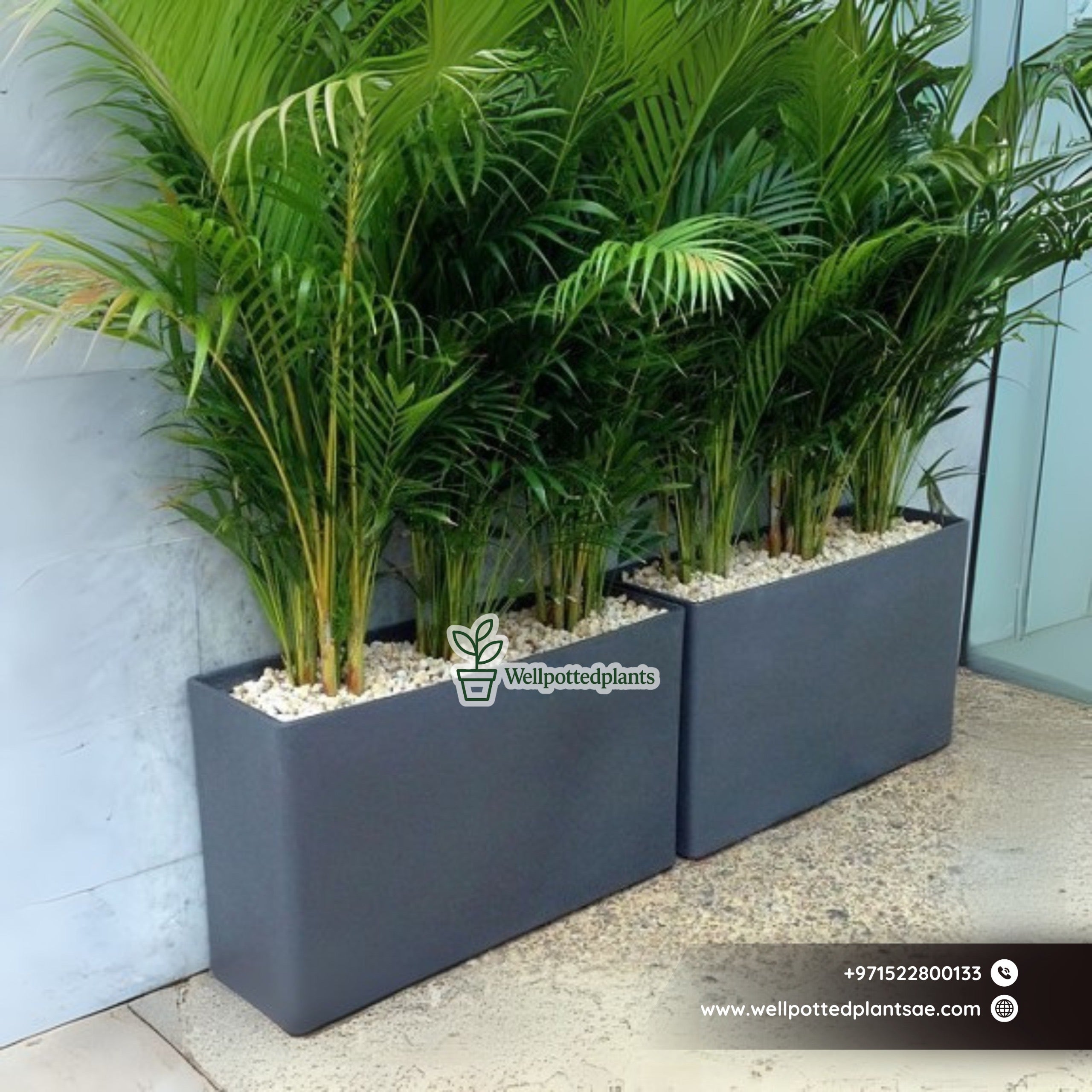 Office Plants Areca Palm in Fiber Pot Grey Plants UAE