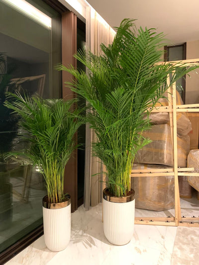 Office Plants Bundle Areca Palm Plants Dubai.