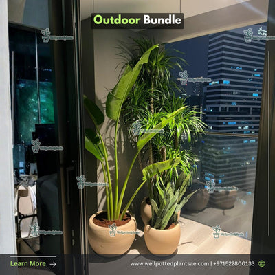 Outdoor Plants Bundle Premium in Beige Plants Dubai.