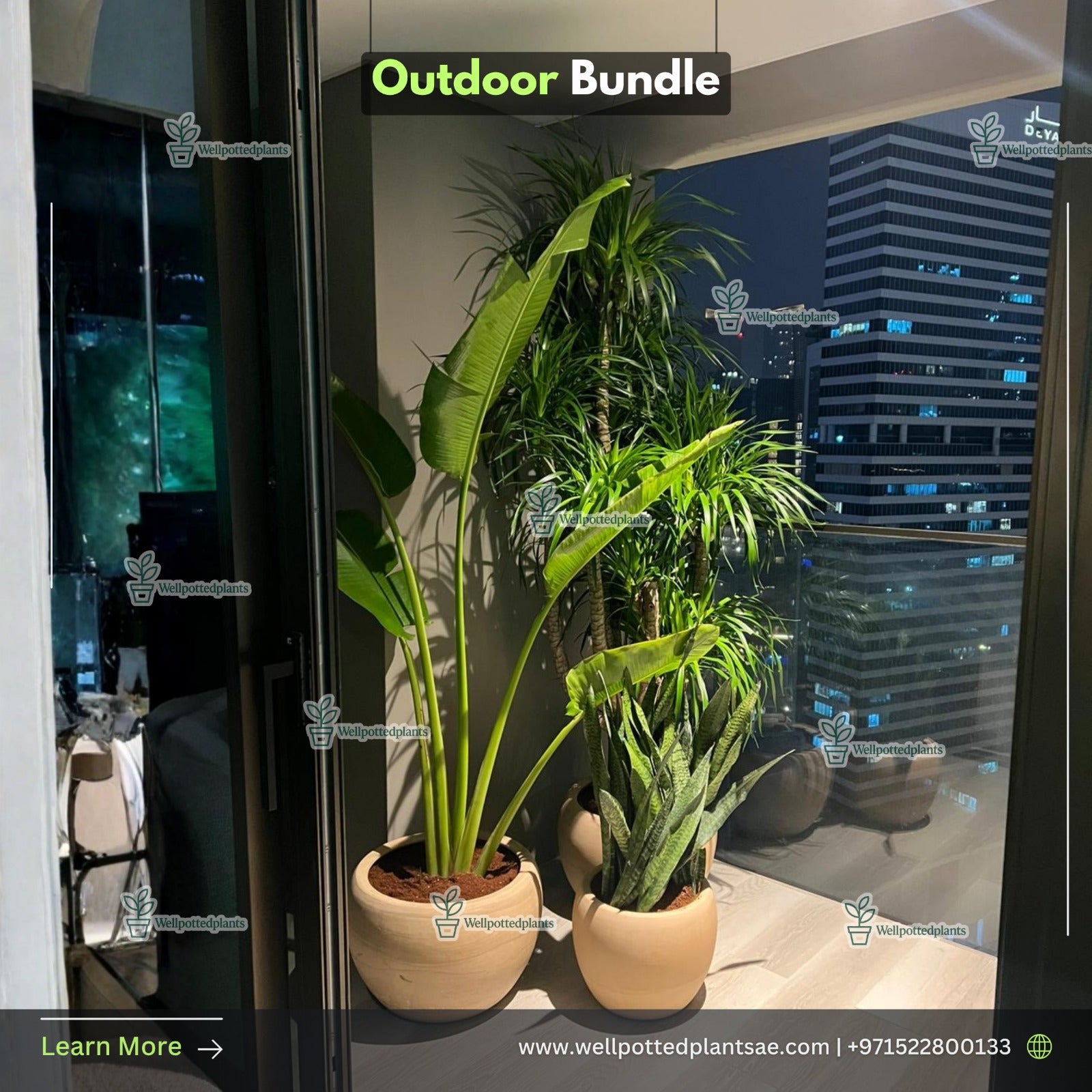 Outdoor Plants Bundle Premium in Beige Plants UAE.