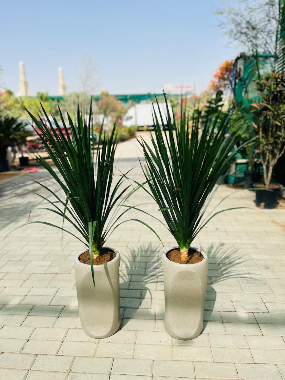 Outdoor &amp; Indoor Plants Bundle Premium Pots UAE. Two large potted plants on a paved area with a blurred background