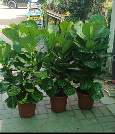 3pp Fiddle in Black or White|130cm
