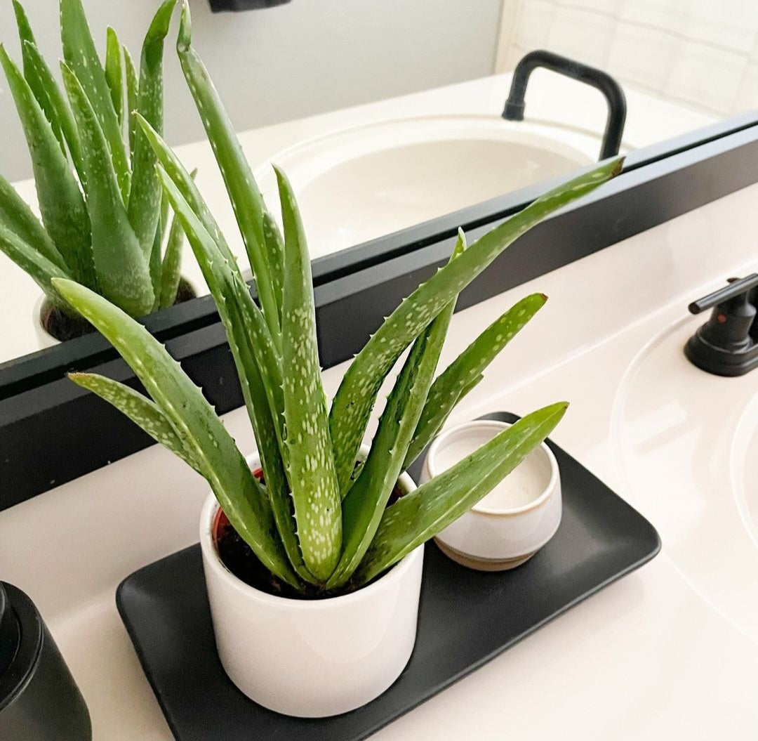 Aloevera in White