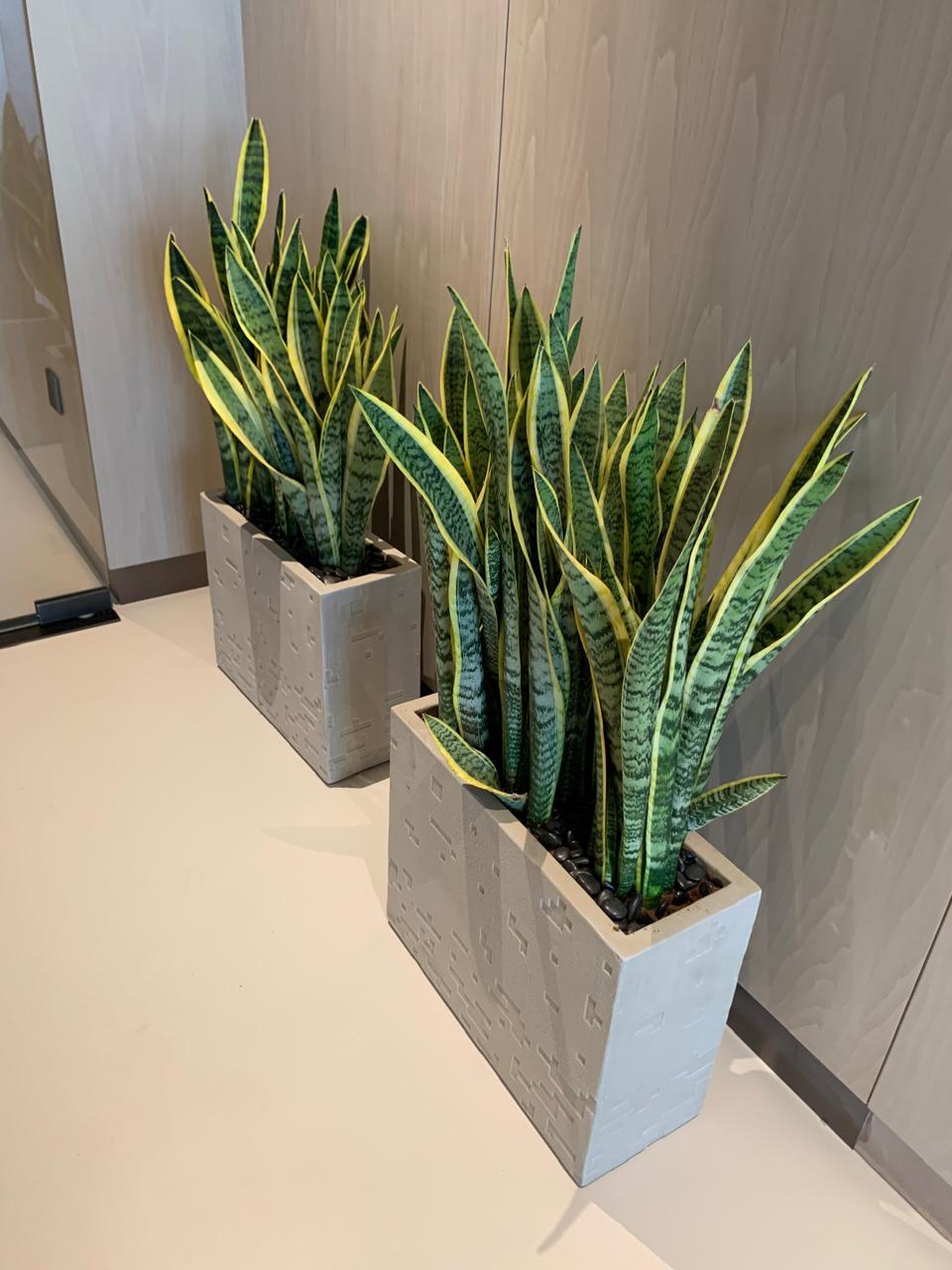 Snake Plant in Fiber Long Pot in UAE. Two snake plants in concrete planters on a light-colored floor. 