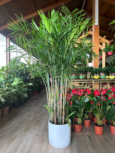 Bamboo Palm (150 to 180cm) IN WHITE PROMO Buy 1 Get 1 Free