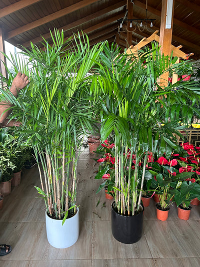 Bamboo Palm (150 to 180cm) IN WHITE PROMO Buy 1 Get 1 Free